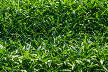 Morning glory field with copy space