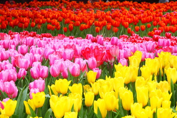 Tulip. Beautiful bouquet of tulips. colorful tulips. tulips in spring,colourful tulip