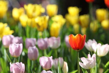 Tulip. Beautiful bouquet of tulips. colorful tulips. tulips in spring,colourful tulip