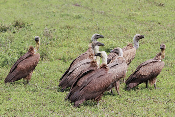 Vultures in Serengeti - Great Migrations