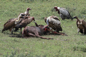 Vultures in Serengeti - Great Migrations
