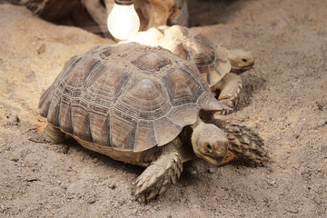 Sulcata tortoises on the sand in yellow bulb light