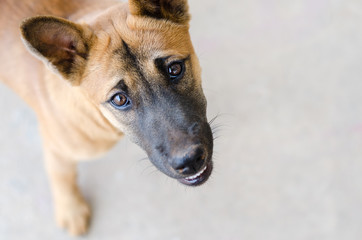 Head shot of a young mixed breed dog.
