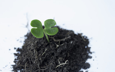 young plant new life