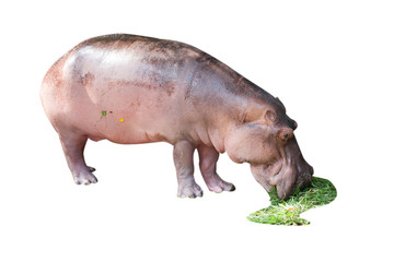 Young hippo is eatting grass