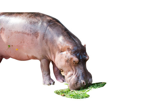 Young hippo is eatting grass
