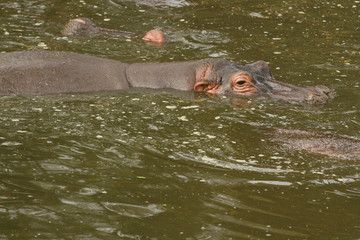 Hippo's Pool