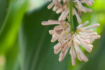 Fototapeta premium Beautiful Dracaena flower in the garden