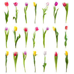 Set of Tulip Flowers Isolated