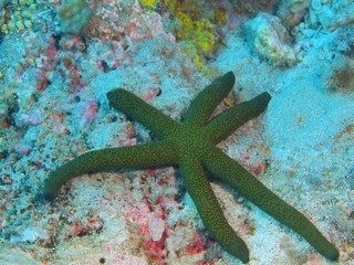 Starfish, Island Bali