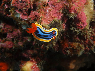 Fototapeta na wymiar True sea slug, Island Bali