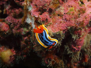 True sea slug, Island Bali