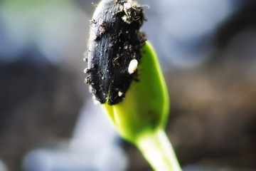 new seed green grass