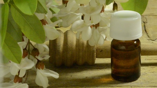 ایکیشیا Acacia Akasya తుమ్మ อาเคเชีย アカシア Ak&aacute;cie Ak&aacute;cia Akacja 金合欢 שיטה