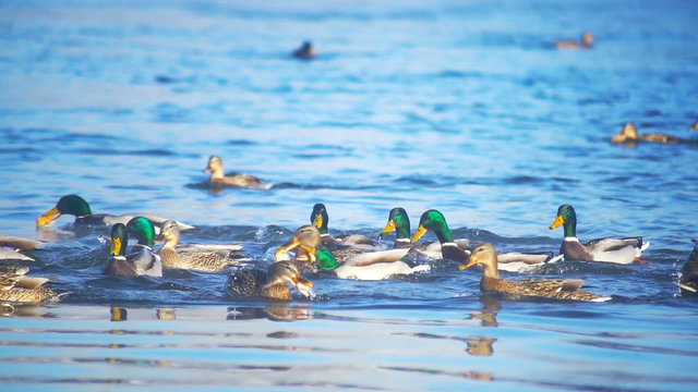 Feeding ducks in the river slowmotion
