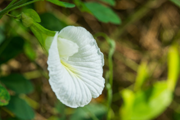 Pea flowers