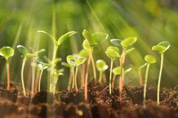 Green sprouts growing out from soil in the morning light