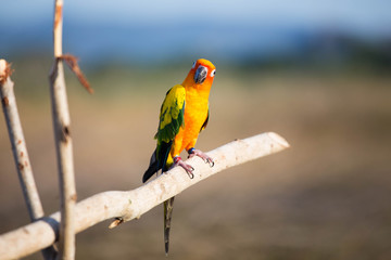 Curious Sun Conure Parrot 