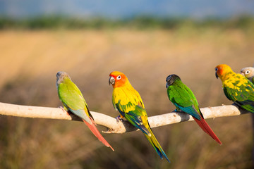 Sun Conure Parrot 