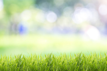 Bright spring grass field with sunlight bokeh background
