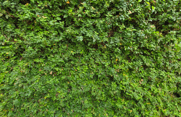 Wall brick covered by green leaves.