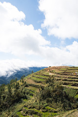 terraces of farms around Mount Pulag, Philippines