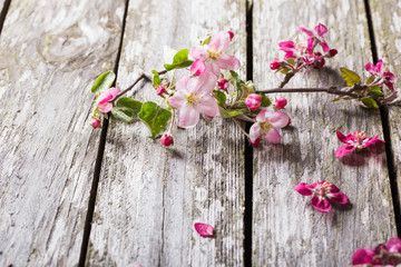 apple flowers on wooden background