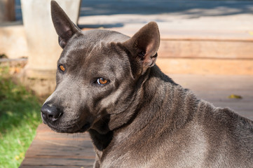 Thai Ridgeback dog