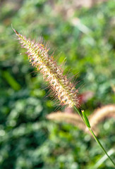 Flower of grass