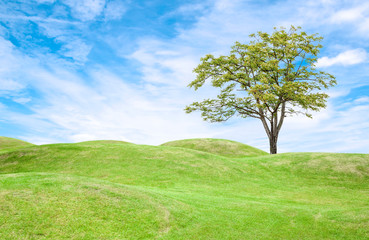 Fototapeta na wymiar Green grass field and tree under blue sky