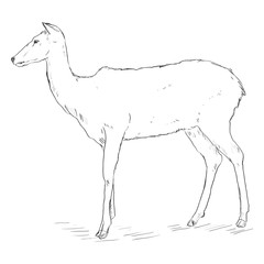 Vector Single Sketch Deer