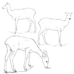 Vector Set of Sketch Deers