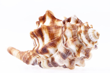 Seashell of horse conch isolated on white background