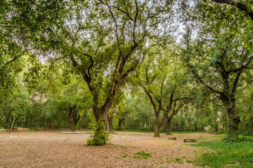 the silence of a forest