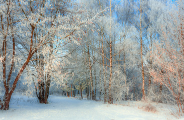 sunny morning in a city park