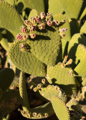 Prickly Pear