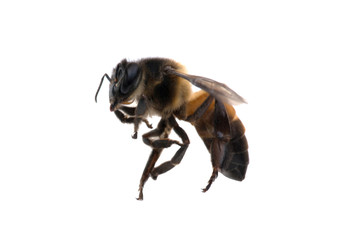 Bee isolated