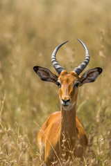 Portrait einer Impala im trockenem Gras