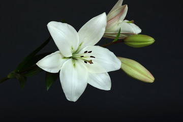 Fototapeta na wymiar white lilies on black background