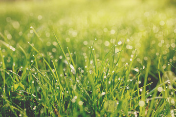 Green grass with water drops