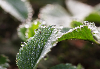 strawberry leaves with dew drops