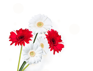 Gerber Daisy, isolated on white background