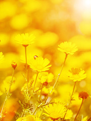 Obraz premium lot of yellow flowers on meadow 