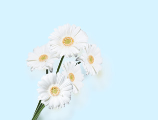 Gerber Daisy, isolated on blue background