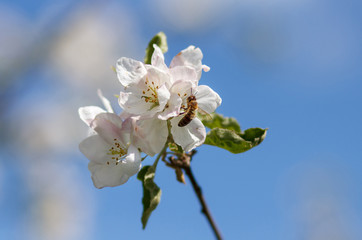 Fototapeta na wymiar Close up of honey bee in cherry blossoms
