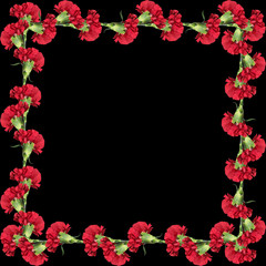 Red carnation on a black background 