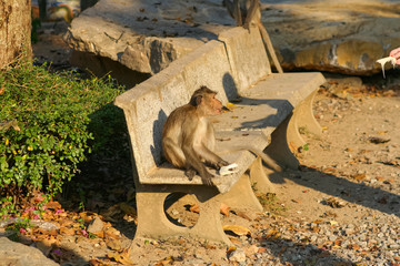 Monkey on the bench