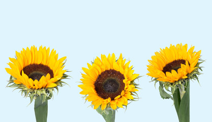 Obraz premium Sunflower isolated on blue background