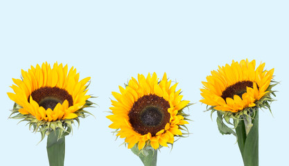 Sunflower isolated on blue background