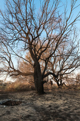 tree against the blue sky